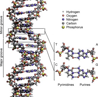 DNA 이중나선 구조
