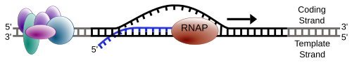 전사 신장 단계 — RNA Polymerase가 DNA를 따라 이동
