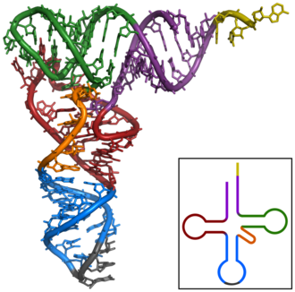 tRNA 클로버 잎 구조