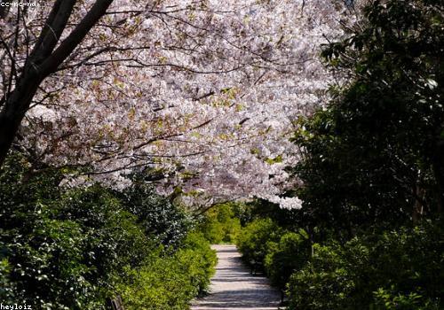봄 - 벚꽃