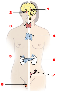 내분비계 — 뇌하수체, 갑상샘, 생식샘의 위치를 나타낸 그림